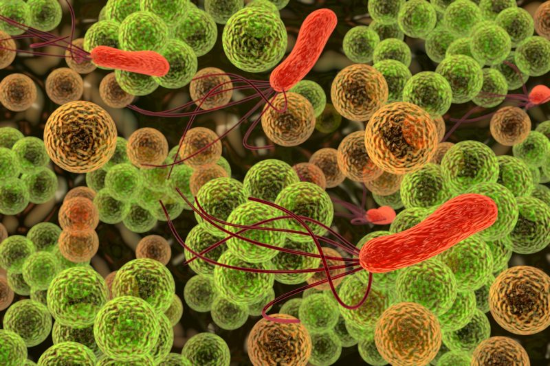 bacteriën