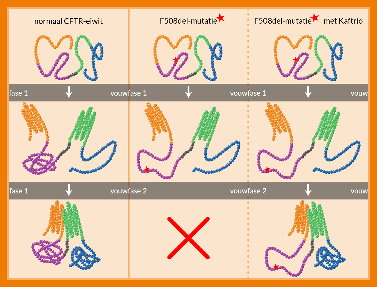 Resultaat Braakman CFTR-modulatoren CFTR-eiwit
